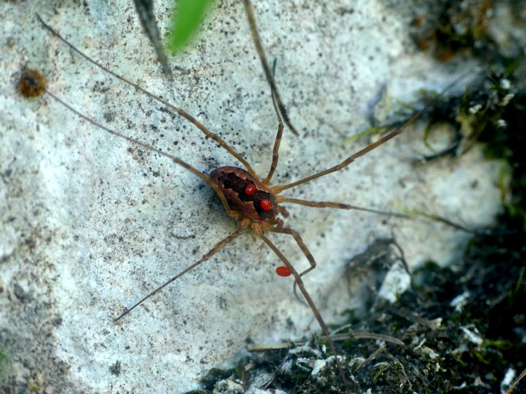 Mitopus morio - Phalangiidae